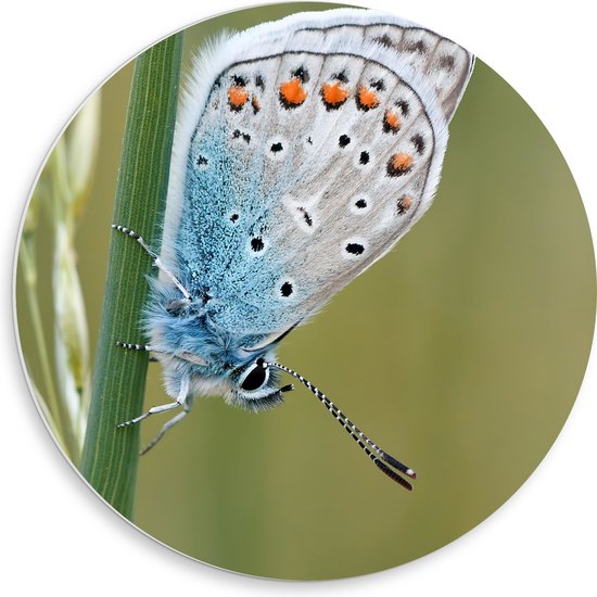 PVC Schuimplaat Muurcirkel - Blauwe IJsvlinder op Smalle Groene Tak - 50x50 cm Foto op Muurcirkel (met ophangsysteem)