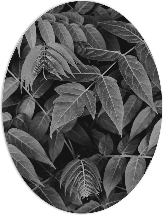 PVC Schuimplaat Ovaal - Dichtgroeiende Planten (Zwart- wit) - 60x80 cm Foto op Ovaal (Met Ophangsysteem)