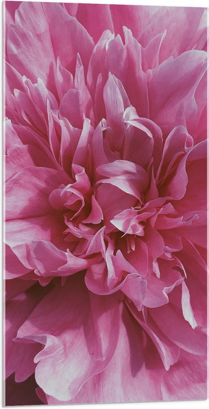 Acrylglas - Open Roze Gevulde Bloem - 50x100 cm Foto op Acrylglas (Wanddecoratie op Acrylaat)