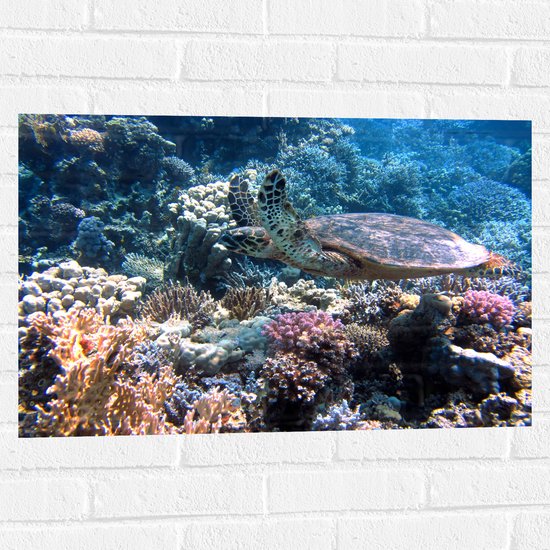 Muursticker - Blije Schildpad Zwemmend tussen Verschillende Kleuren Koraal - 75x50 cm Foto op Muursticker