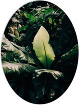 PVC Schuimplaat Ovaal - Zonlicht op Groene Bladeren - 60x80 cm Foto op Ovaal (Met Ophangsysteem)
