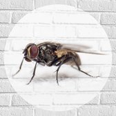 WallClassics - Muursticker Cirkel - Close-Up van een Vlieg - 60x60 cm Foto op Muursticker