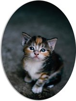 WallClassics - PVC Schuimplaat Ovaal - Kitten op een Steen - 51x68 cm Foto op Ovaal (Met Ophangsysteem)