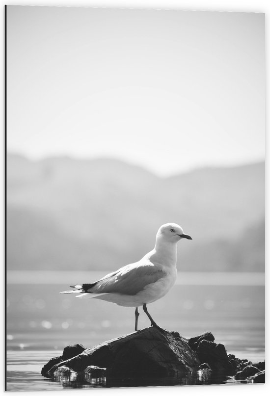 WallClassics - Dibond - Meeuw op een Steen in het Water - 60x90 cm Foto op Aluminium (Wanddecoratie van metaal)