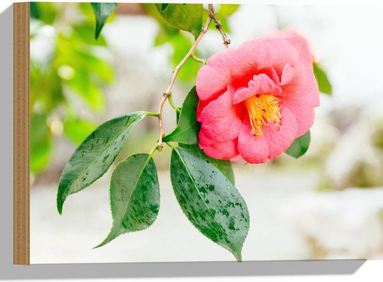 WallClassics - Hout - Roze Bloem aan een Boom - 40x30 cm - 9 mm dik - Foto op Hout (Met Ophangsysteem)