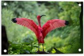 WallClassics - Tuinposter – Rode Ibis Vogel in het Bos - 60x40 cm Foto op Tuinposter (wanddecoratie voor buiten en binnen)
