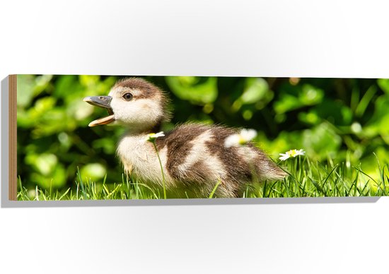 WallClassics - Hout - Baby Eendje in het Gras - 90x30 cm - 9 mm dik - Foto op Hout (Met Ophangsysteem)