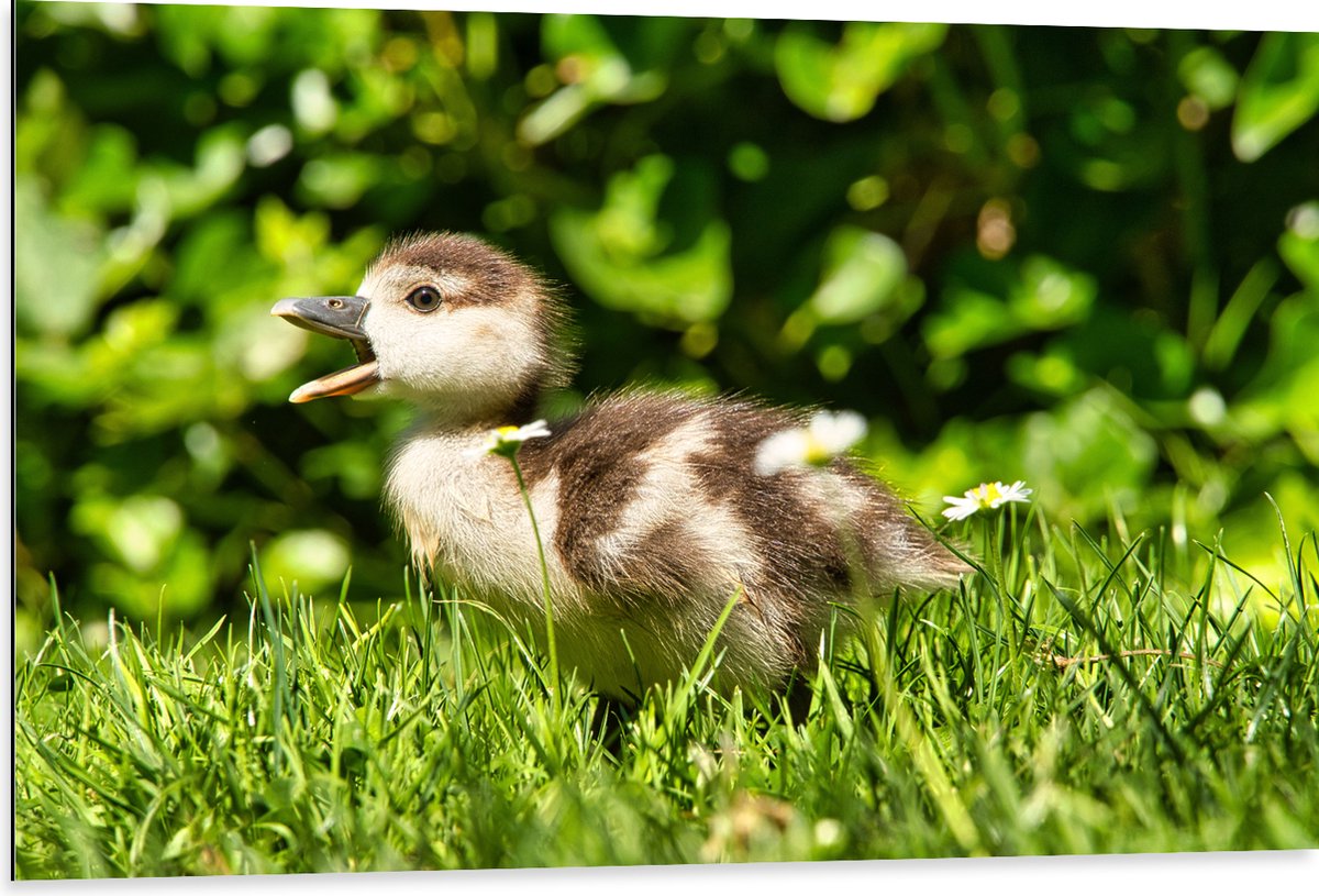 Dibond - Baby Eendje in het Gras - 105x70 cm Foto op Aluminium (Met Ophangsysteem)