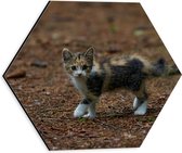 WallClassics - Dibond Hexagon - Kitten in het Bos - 30x26.1 cm Foto op Hexagon (Met Ophangsysteem)