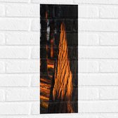 WallClassics - Muursticker - Oranje Zonlicht in het Bos - 20x60 cm Foto op Muursticker