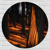WallClassics - Muursticker Cirkel - Oranje Zonlicht in het Bos - 80x80 cm Foto op Muursticker