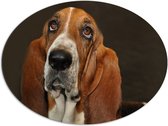 WallClassics - Dibond Ovaal - Bruine Basset Hond - 96x72 cm Foto op Ovaal (Met Ophangsysteem)
