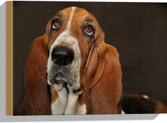 WallClassics - Hout - Bruine Basset Hond - 40x30 cm - 9 mm dik - Foto op Hout (Met Ophangsysteem)