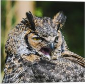 WallClassics - Drapeau - Hibou béant - Photo 50x50 cm sur drapeau polyester