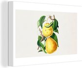Canvas schilderij 180x120 cm - Wanddecoratie Peren - Fruit - Gezond - Muurdecoratie woonkamer - Slaapkamer decoratie - Kamer accessoires - Schilderijen