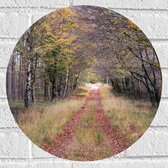 Muursticker Cirkel - Bospad in een Bos in Nederland - 40x40 cm Foto op Muursticker