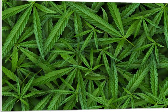 PVC Schuimplaat- Bovenaanzicht van Cannabis Planten - 90x60 cm Foto op PVC Schuimplaat