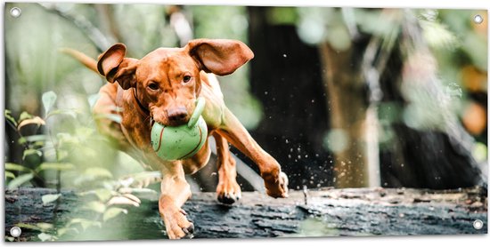 Tuinposter – Spelende Hond met Bal bij Boomstam in Bos - 100x50 cm Foto op Tuinposter (wanddecoratie voor buiten en binnen)