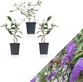 WL Plants - Set van 3 - Buddleja Davidii 'Nanho Blue' - Blauw - Vlinderstruik - Winterhard - Tuinplanten - ± 25cm hoog - 9cm diameter - in Kweekpot