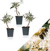 WL Plants - Set van 3 - Buddleja Davidii 'White Profusion' - Wit - Vlinderstruik - Winterhard - Tuinplanten - ± 25cm hoog - 9cm diameter - in Kweekpot