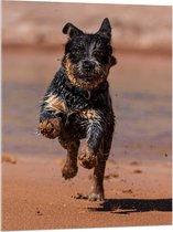 WallClassics - Acrylglas - Blije Rennende Natte Hond op het Strand - 75x100 cm Foto op Acrylglas (Wanddecoratie op Acrylaat)