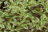 Cornus alternifolia 'Argentea' - Wibonte Pagode Kornoelje 40 - 50 cm in pot