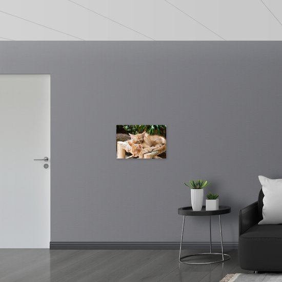 Dibond - Slapende Rode kittens - 60x40 cm Foto op Aluminium (Wanddecoratie van metaal)