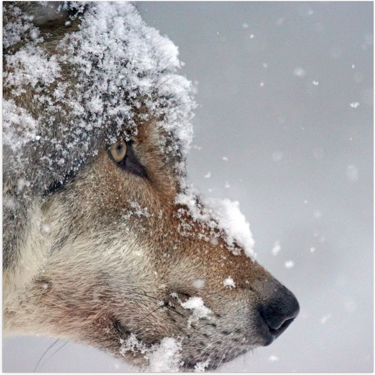 Poster Glanzend – Vlokken Sneeuw op Kop van Geconcentreerde Wolf - 50x50 cm Foto op Poster