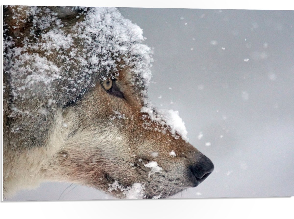 PVC Schuimplaat- Vlokken Sneeuw op Kop van Geconcentreerde Wolf - 75x50 cm Foto op PVC Sch
