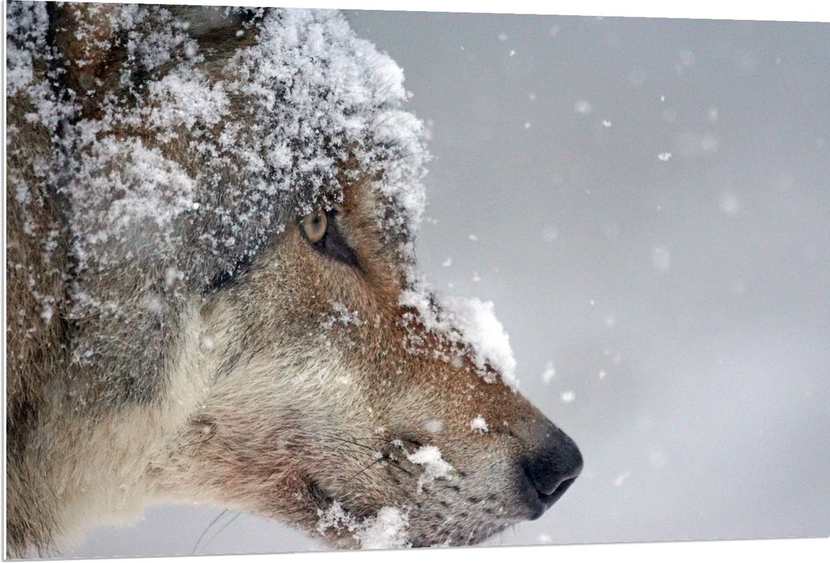 PVC Schuimplaat- Vlokken Sneeuw op Kop van Geconcentreerde Wolf - 120x80 cm Foto op PVC Sc
