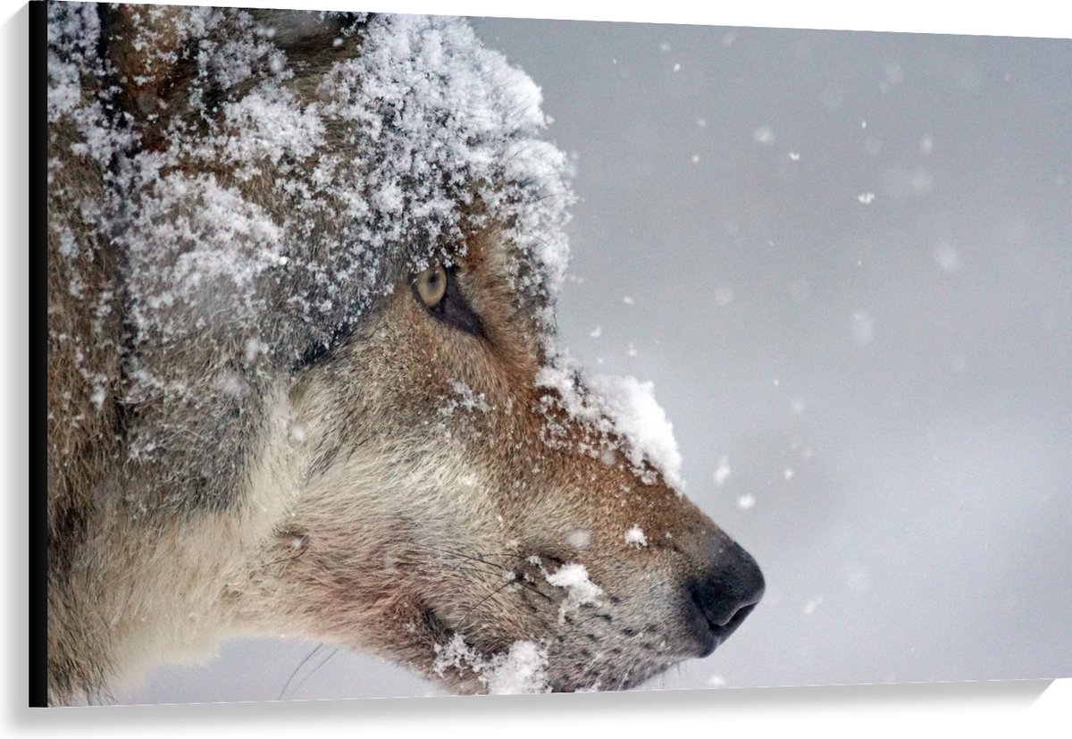 Canvas - Vlokken Sneeuw op Kop van Geconcentreerde Wolf - 120x80 cm Foto op Canvas Schilde