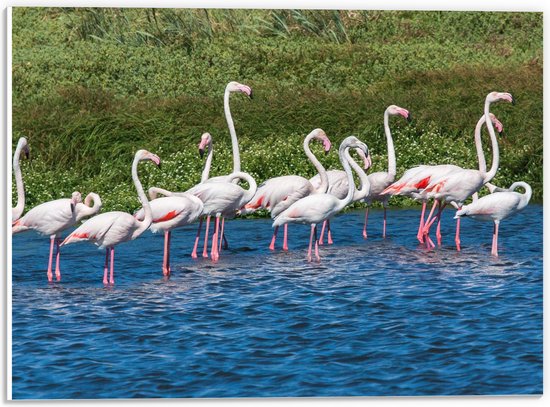 PVC Schuimplaat - Groep Flamingo's in het Water - 40x30 cm Foto op PVC Schuimplaat (Met Ophangsysteem)