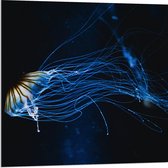 Acrylglas - Lichtgevende Blauwe Kwal in de Zee - 80x80 cm Foto op Acrylglas (Met Ophangsysteem)