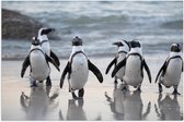 Poster (Mat) - Groep Pinguïns op het Strand - 75x50 cm Foto op Posterpapier met een Matte look