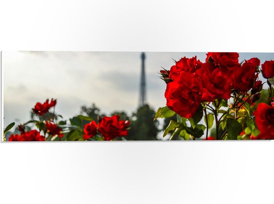 PVC Schuimplaat- Rode Rozenstruik voor Eiffeltoren in Parijs, Frankrijk - 60x20 cm Foto op PVC Schuimplaat