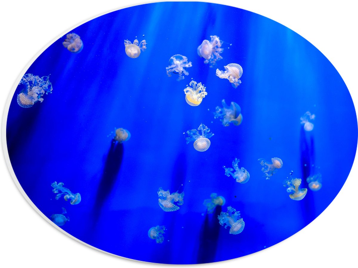 PVC Schuimplaat Ovaal - Groep Mini Kwallen in het Aquarium - 28x21 cm Foto op Ovaal (Met Ophangsysteem)