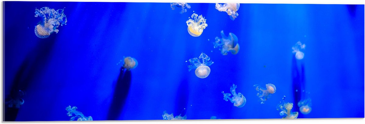 Acrylglas - Groep Mini Kwallen in het Aquarium - 90x30 cm Foto op Acrylglas (Met Ophangsysteem)