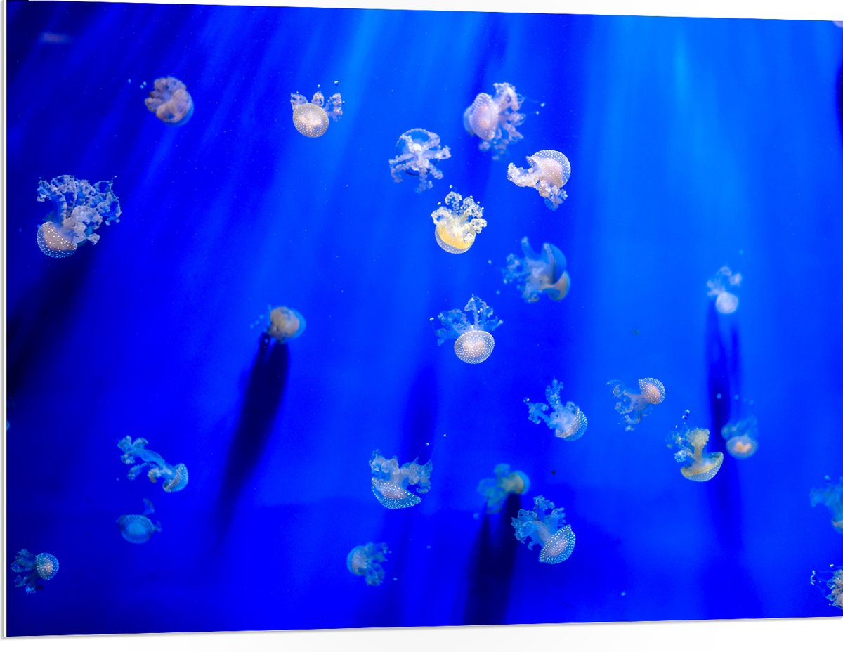PVC Schuimplaat- Groep Mini Kwallen in het Aquarium - 100x75 cm Foto op PVC Schuimplaat