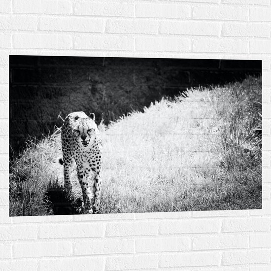 WallClassics - Muursticker - Schreeuwende Panter in Droog Landschap - 105x70 cm Foto op Muursticker