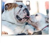 WallClassics - Dibond - Likkende Bulldog Honden - 100x75 cm Foto op Aluminium (Met Ophangsysteem)