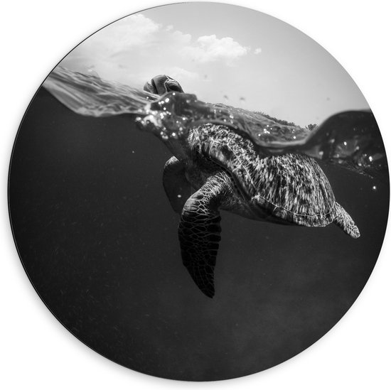 WallClassics - Dibond Muurcirkel - Schildpad zwemmend aan het Wateroppervlak - 60x60 cm Foto op Aluminium Muurcirkel (met ophangsysteem)