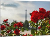 Vlag - Rode Rozenstruik voor Eiffeltoren in Parijs, Frankrijk - 100x75 cm Foto op Polyester Vlag