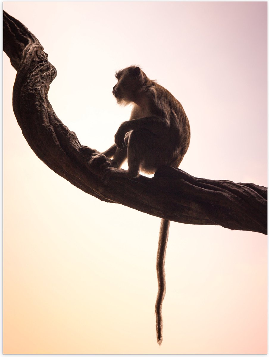 Poster Glanzend – Aap op een Boomstam met Licht Roze Achtergrond - 60x80 cm Foto op Poster