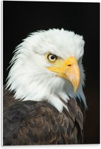 WallClassics - PVC Schuimplaat- Poserende Mannelijke Adelaar - 40x60 cm Foto op PVC Schuimplaat