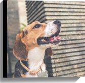 WallClassics - Canvas - Wegkijkende Beagle Hond - 40x40 cm Foto op Canvas Schilderij (Wanddecoratie op Canvas)