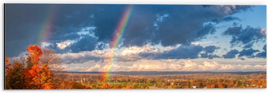 Dibond - Regenboog tussen de Bossen - 60x20 cm Foto op Aluminium (Wanddecoratie van metaal)