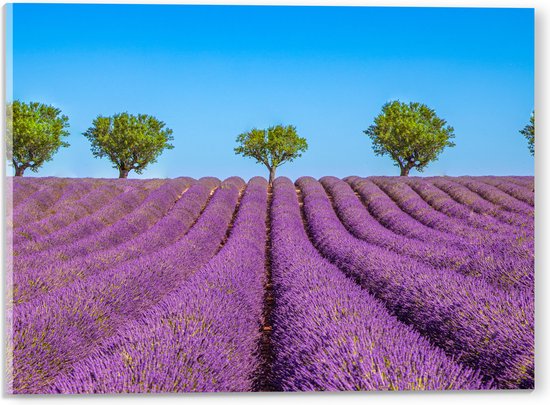 Acrylglas - Lavendel Bloemenveld met Rij Groene Bomen - 40x30 cm Foto op Acrylglas (Wanddecoratie op Acrylaat)