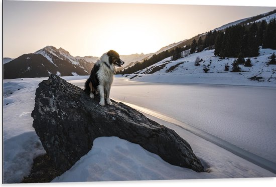WallClassics - Dibond - Hond op een Rots in de Sneeuw tussen de Bergen - 105x70 cm Foto op Aluminium (Wanddecoratie van metaal)