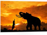 PVC Schuimplaat- Silhouet van Olifant met Persoon en Vogels in Afrika - 75x50 cm Foto op PVC Schuimplaat