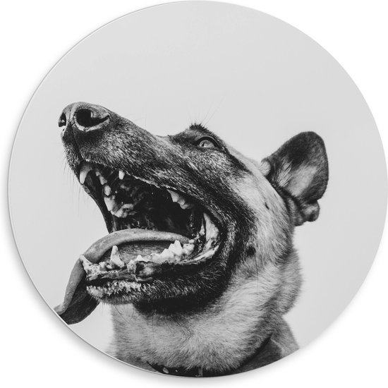 WallClassics - PVC Schuimplaat Muurcirkel - Hond met uitstekende Tong - Herdershond - 50x50 cm Foto op Muurcirkel (met ophangsysteem)